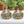 Natural River Rocks, 2 Bags 500g Each Bag, 1–2 cm Decorative Pebbles Stones for Aquarium Plant Pot, Home Garden Decor by Sona Casa