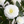 Faux Camellia Tree, 5 ft Tall Faux White Camellia Tree Plant in Cement Base, Indoor Decor for Home or Office, Housewarming Gift-Sona Casa