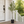Large Nearly Natural Artificial Olive Tree with Black Olives, 47