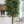 3 Meter, Tall Artificial Ficus Tree-Sona Casa