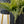 Modern Black Metal Plant Pot, Set of 2 Planters, Gold Tripod Stand, Indoor Outdoor Gift Decor for Home or Office-Sona Casa